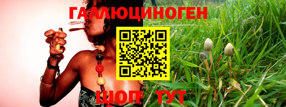 Псилоцибиновые грибы Psilocybine cubensis Сегежа